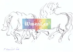 Koně Koně - obrázek