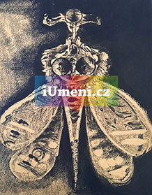 Můra - obrázek
