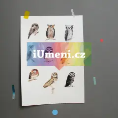 Sovy Sovy - obrázek