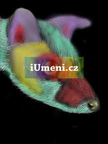 Barevná lištička - obrázek