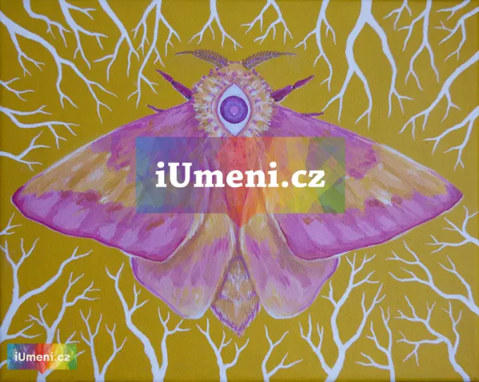 Můra Dryocampa Můra Dryocampa - obrázek
