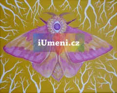 Můra Dryocampa - obrázek
