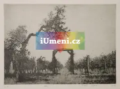 Jaro Jaro - obrázek