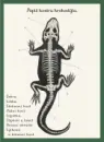 Animalium - kniha her - animalium-hry_2.webp