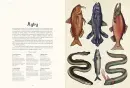 Animalium - animalium_1.webp