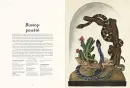 Animalium - animalium_3.webp