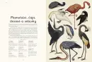 Animalium - animalium_4.webp