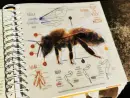 Bzzz – hravá enycklopedie o hmyzích opylovačích - bzzz_2.webp