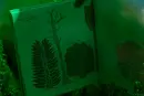 Co se skrývá v lese? - co-se-skryva-les_4.webp