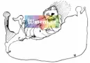 Čubka - cubka_4.webp
