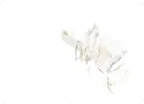 Deset doteků - Šejn Miloš - deset-doteku_1.webp