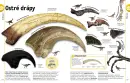 Dinosauři a jiná pravěká zvířata - dinosauri-22_3.webp