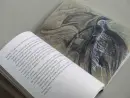 Poštovní holub Jizva - holub-jizva_2.webp