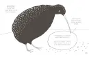 Ilustrovaný atlas neuvěřitelných faktů o zvířatech - ilustrovany-atlas_2.webp