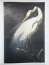 The John James Audubon Portfolio - john-audubon_3.webp
