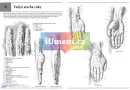 Kreslíme postavu - Jak zobrazit postavy v běžných situacích - kreslime-ruce_4.webp