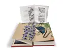 Kingfisher with Lotus Flower - lotus-flower_2.webp