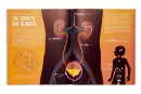 My Body: Explained and Illustrated - my-body_2.webp
