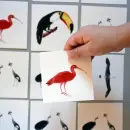 Pexeso Ptáci - pexexo-ptaci_1.webp