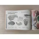 Příběh země. Fosilie – Dinosauři - Pravěk - pribeh-zeme_4.webp