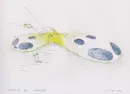 Sketches 1941-2005 - sketches-kaplicky_2.webp