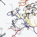 Sýkorka: Chickadee - sykorka-chickadee_1.webp