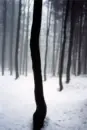 Jitka Hanzlová: Tišiny - tisiny_2.webp