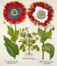 Umění starých herbářů - umeni-herbaru_2.webp