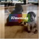 Vila Tugendhat. Fotografien fon Dirk Brömmel. - villa-tugendhat_1.webp