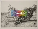 Tomáš Žemla - soubor grafik na téma vinohrady - zemla-grafika_10.webp