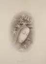 Jan Zrzavý. Ilustrátor a uctívač krásy - zrzavy-ilustrator_2.webp