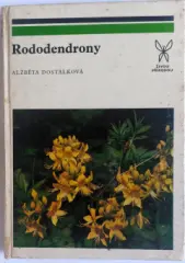 Rododendrony - obrázek